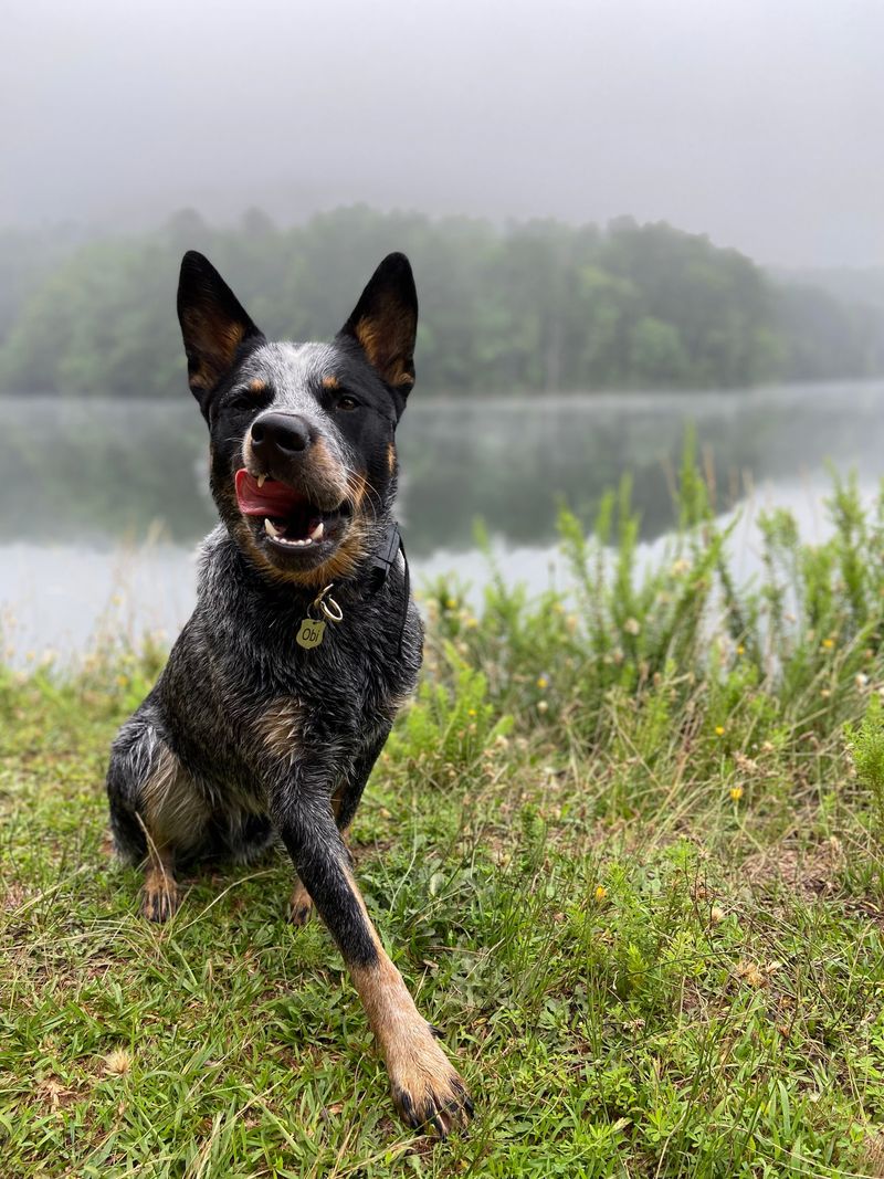 12 energetic dog breeds built for endurance – plus 3 born for adventure 6 Australian Cattle Dog