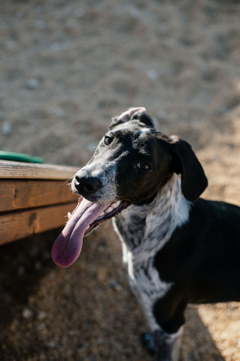 Whippet