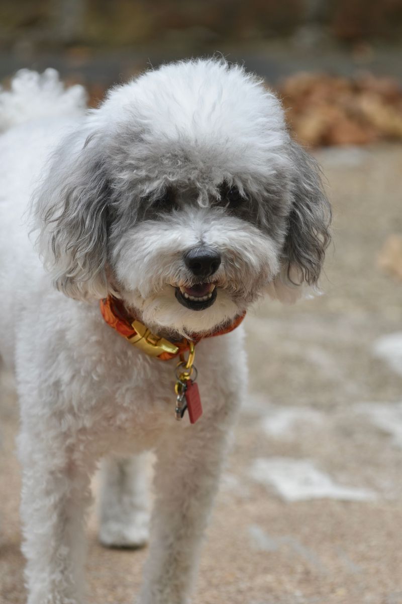 12 dogs that often benefit from one simple ear-care habit owners overlook 8 Poodle