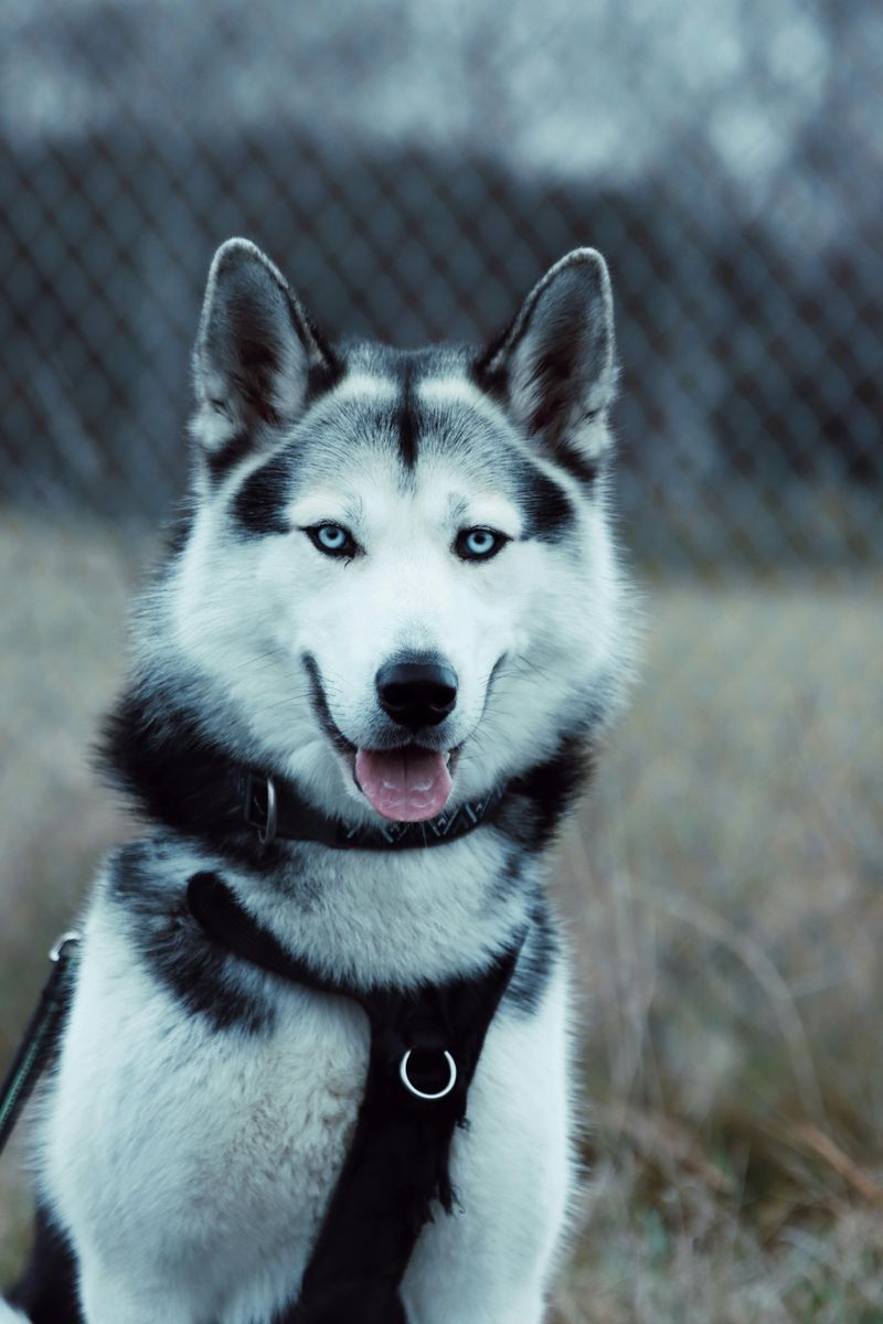 16 Heavy-Shedding Dog Breeds That Shed a Lot (and 10 That Shed Very Little) 2 Siberian Husky