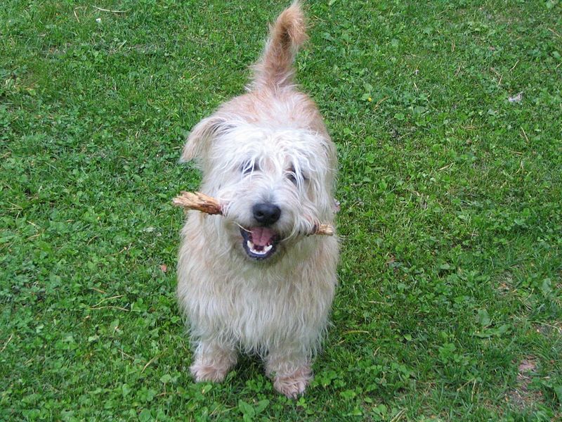 Glen of Imaal Terrier