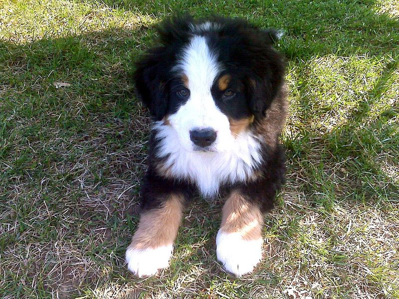 Bernese Mountain Dog