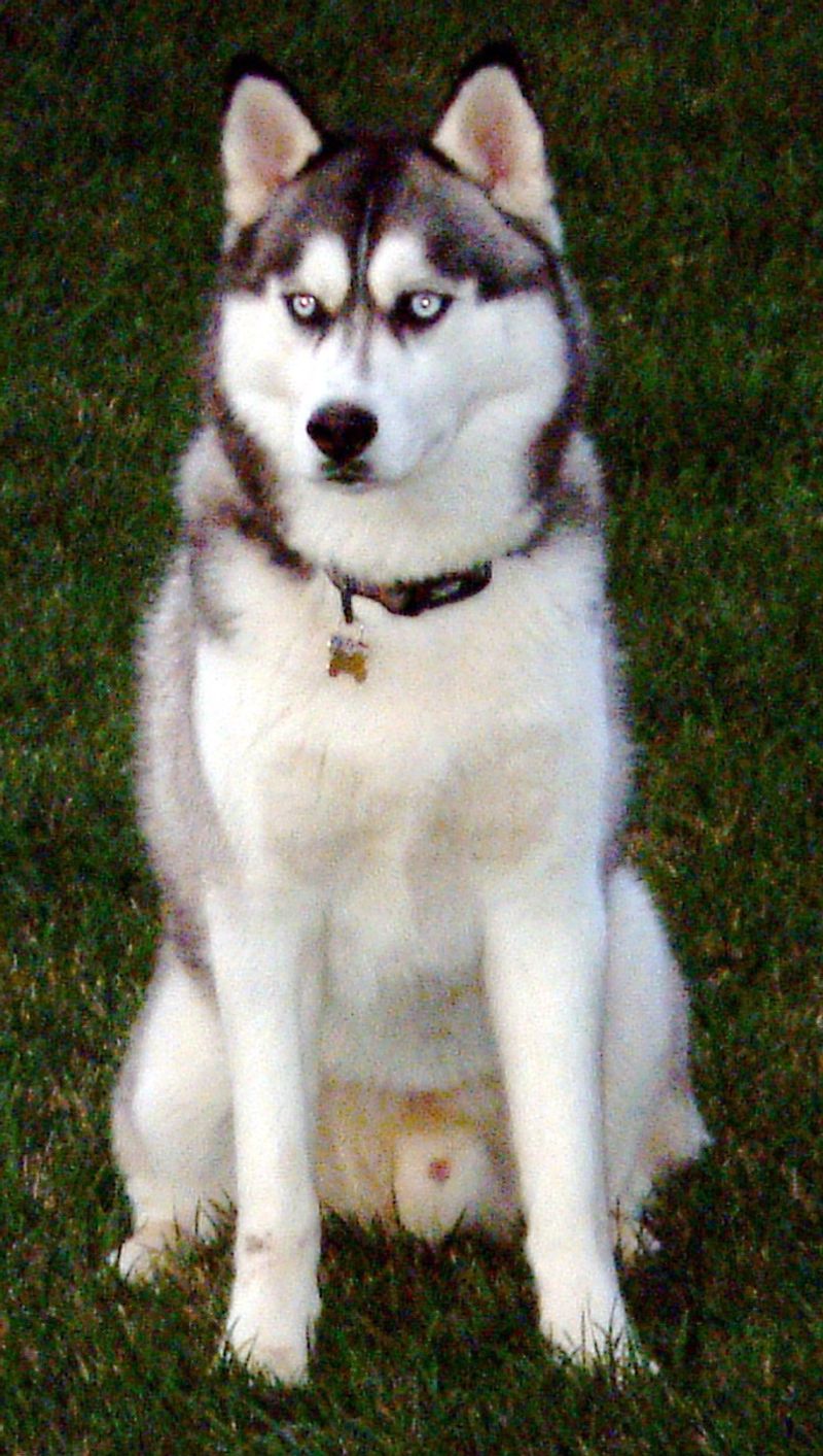 Siberian Husky