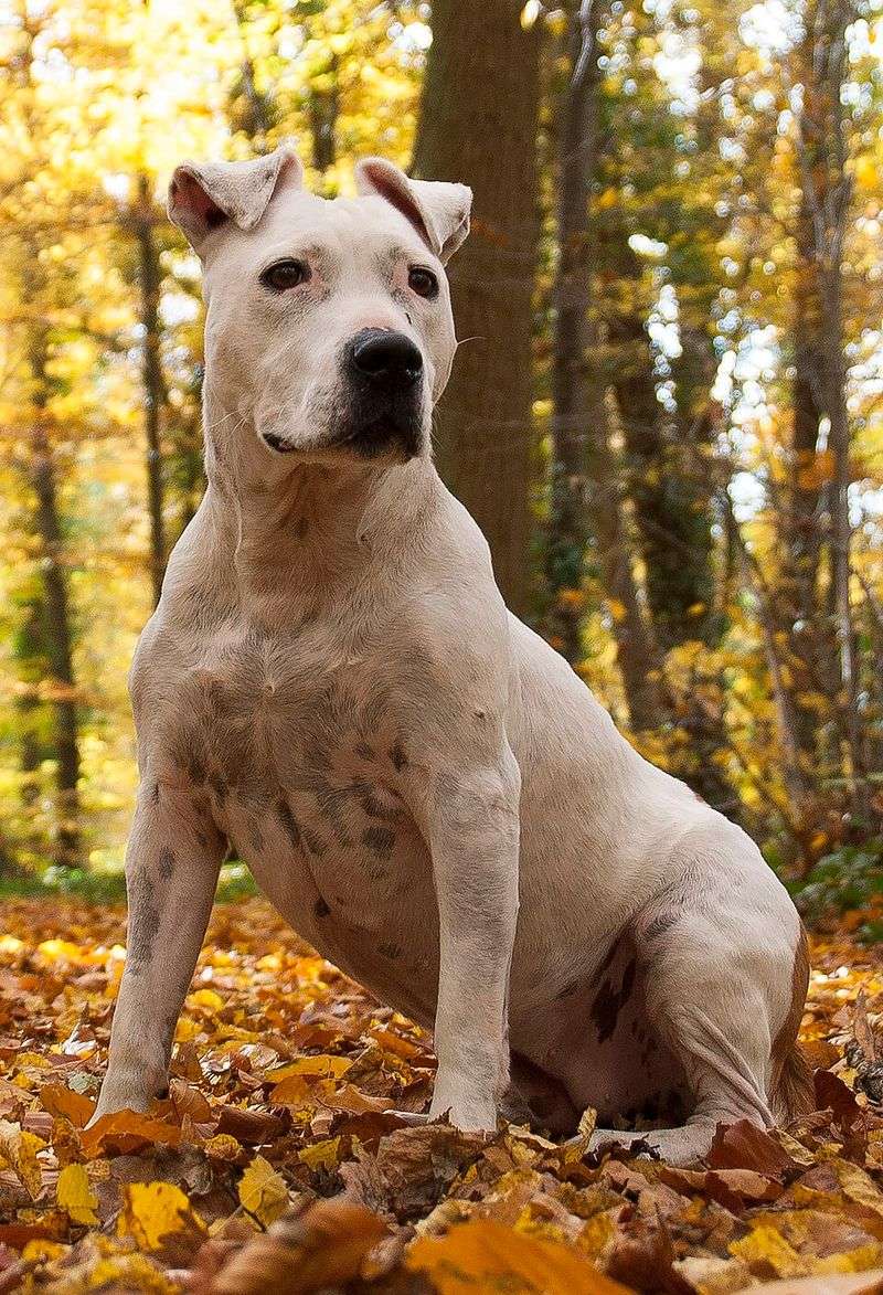 The toughest-looking dog in the neighborhood may secretly be the biggest softie in the house 7 American Staffordshire Terrier