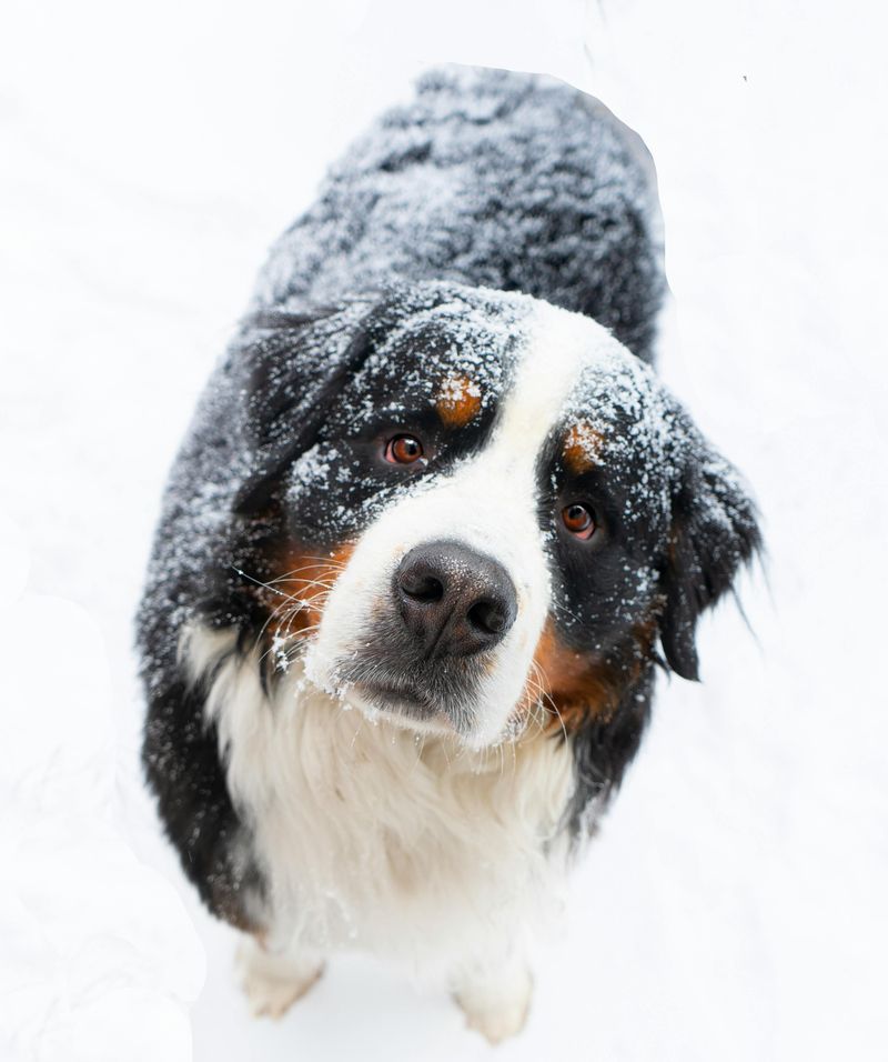 Bernese Mountain Dog