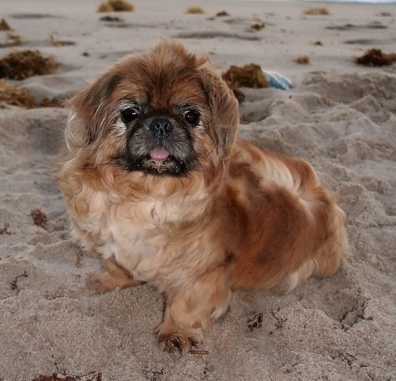 Not every dog turns the house into an amusement park - These breeds often prefer the quieter side of life 9 Pekingese