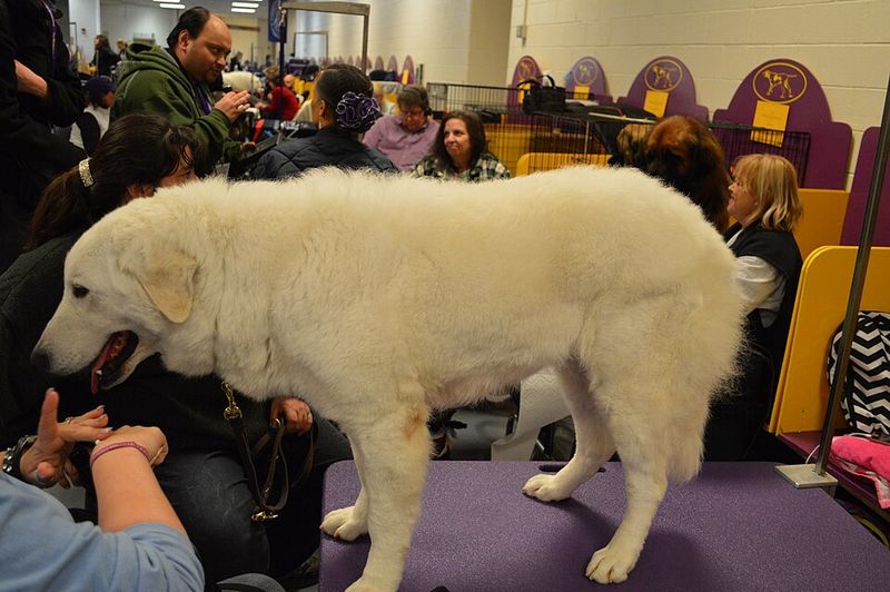 Kuvasz