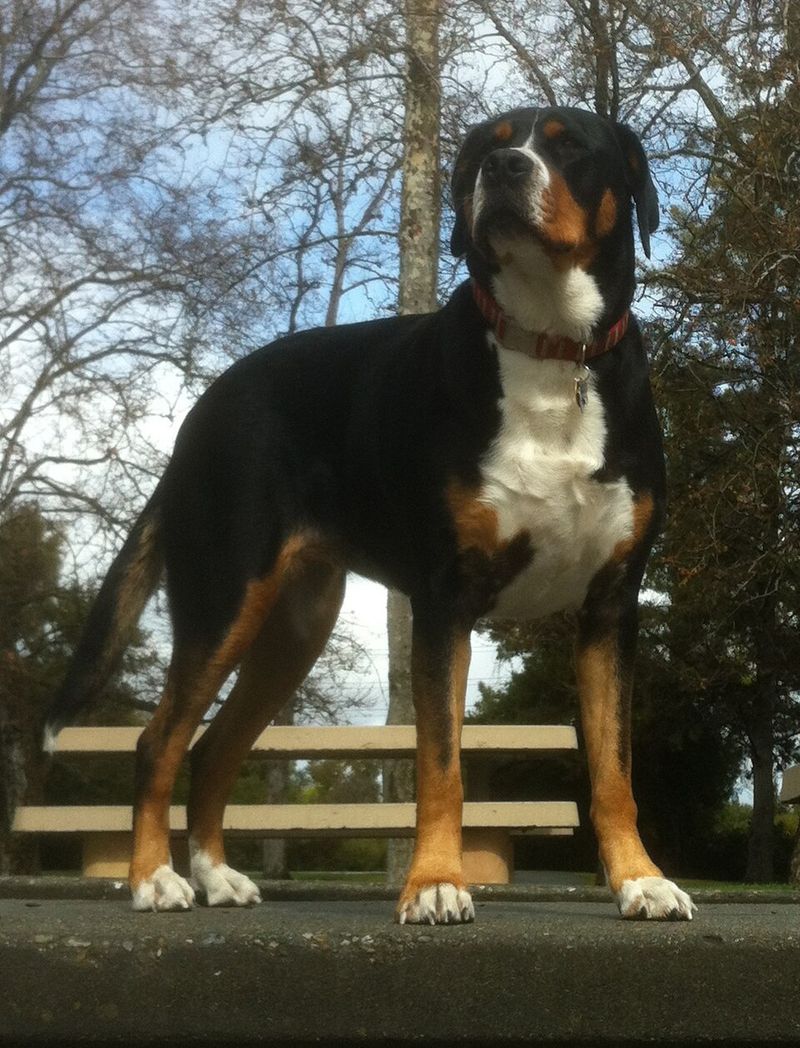Great Swiss Mountain Dog