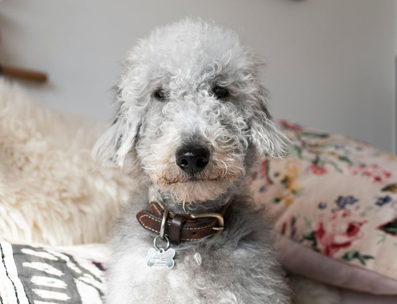 Bedlington Terrier