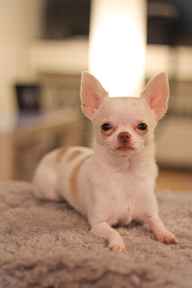 18 dog breeds that quietly compete for your attention every day 11 Chihuahua