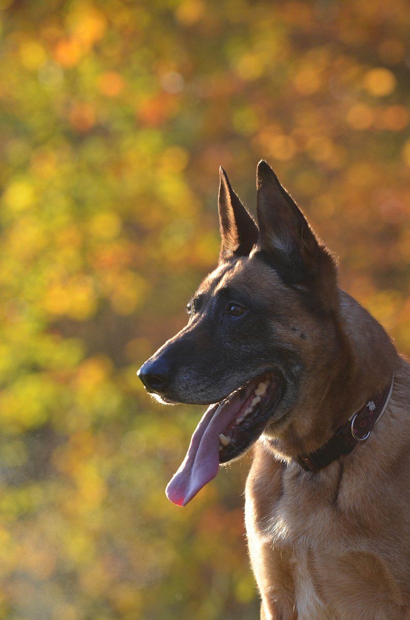 11 dogs whose natural instincts make them exceptional workers 3 Belgian Malinois