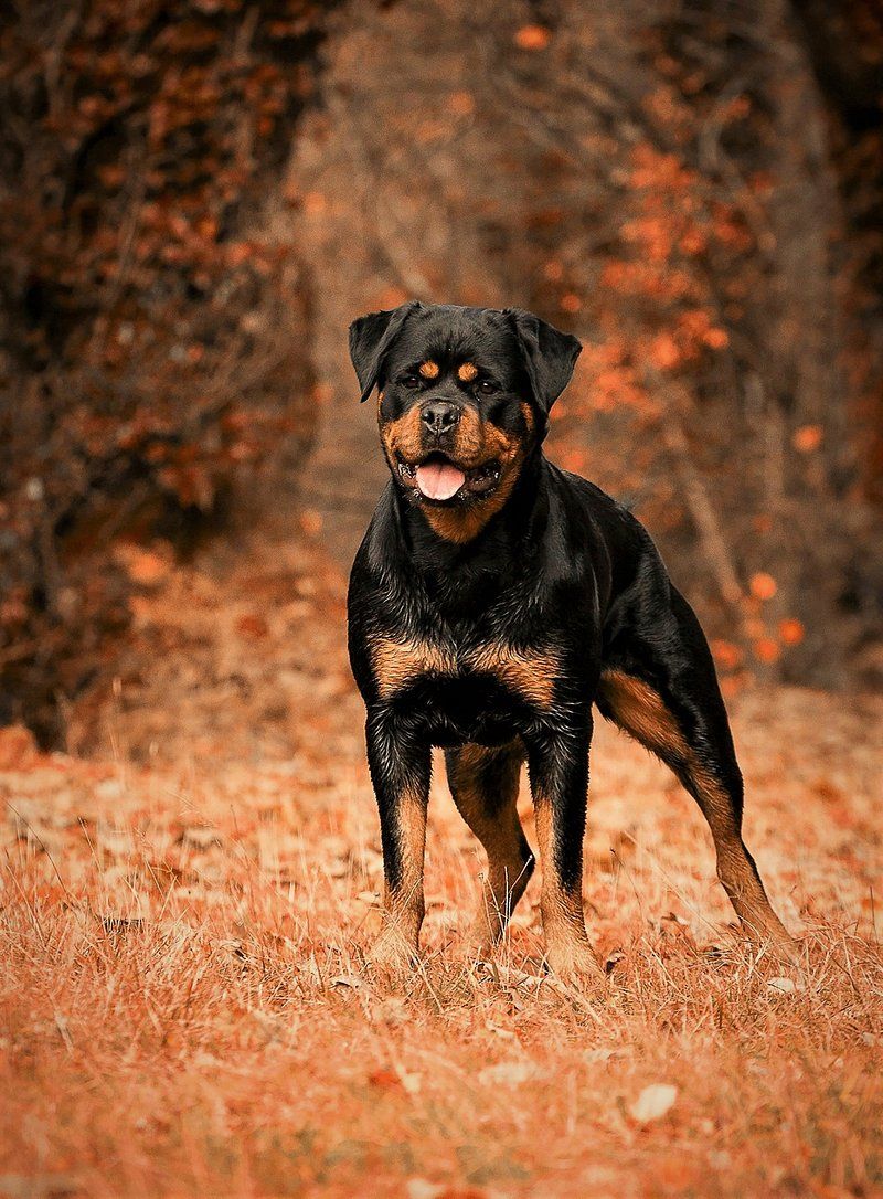 27 High-Maintenance Dog Breeds That Can Test Even Experienced Owners 13 Rottweiler