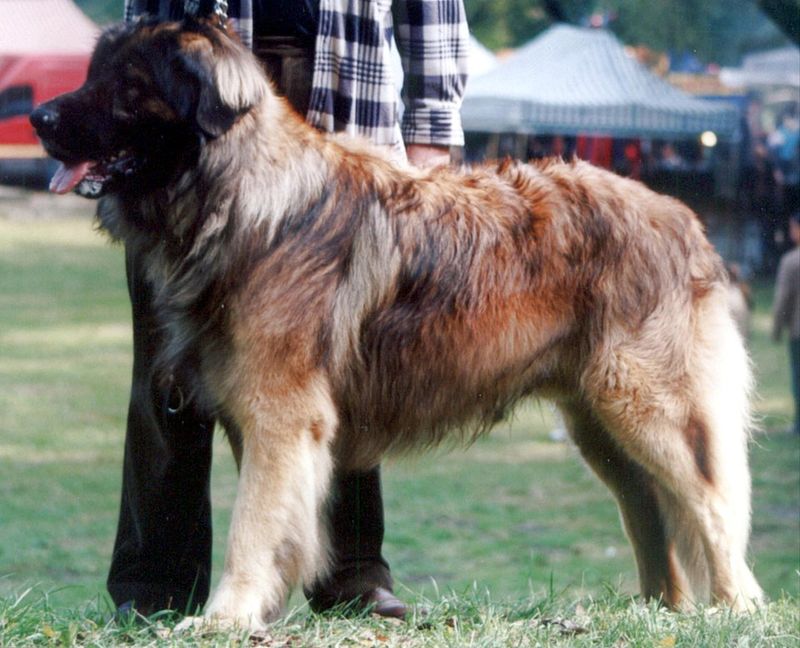 12 Dog Breeds That Bring Calm and Comfort to Overwhelmed Teens 5 Leonberger