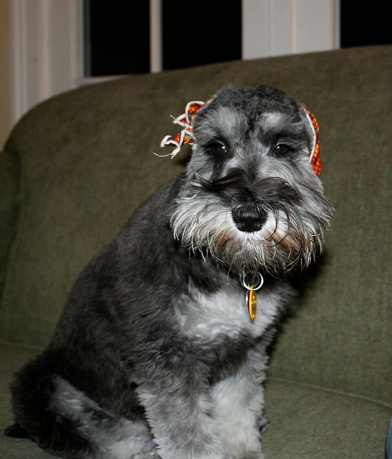 12 dogs known for steady temperaments and attentive behavior - plus 2 that react more enthusiastically 14 Miniature Schnauzer