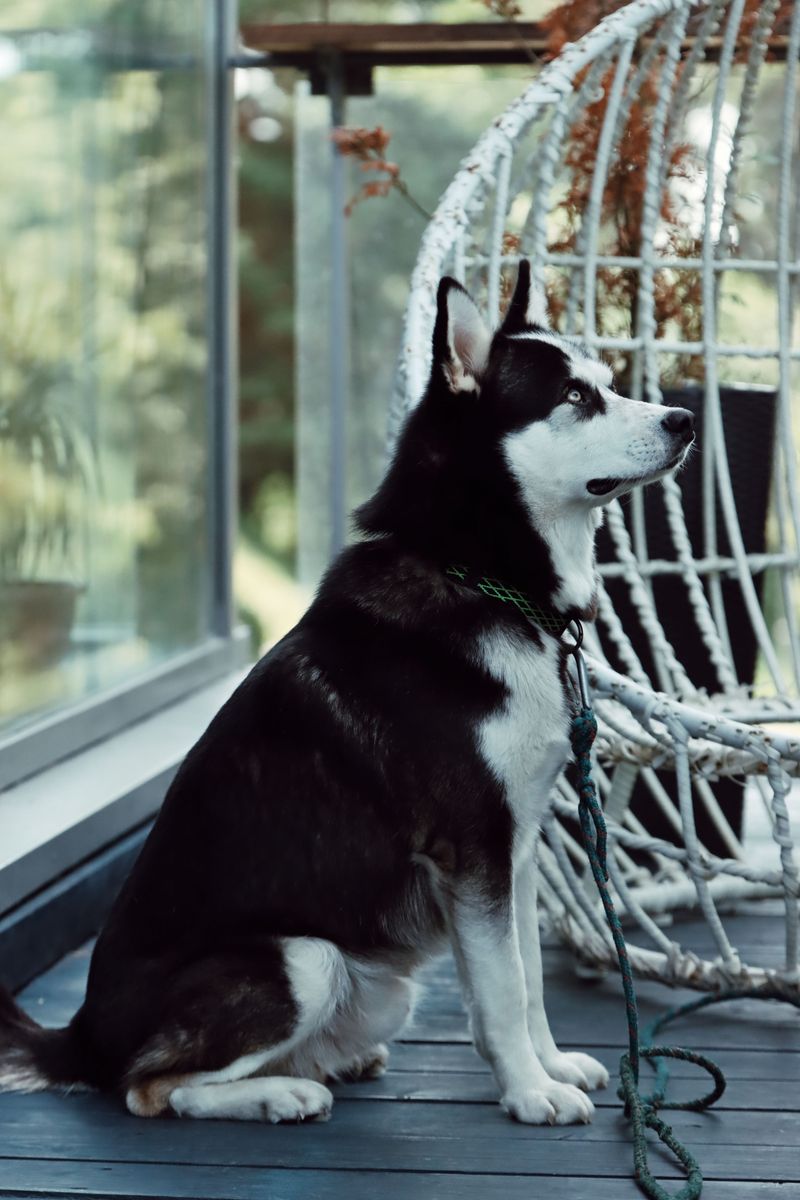 These dog breeds aren't necessarily difficult by accident - many were bred for jobs modern homes can't easily provide 4 Siberian Husky