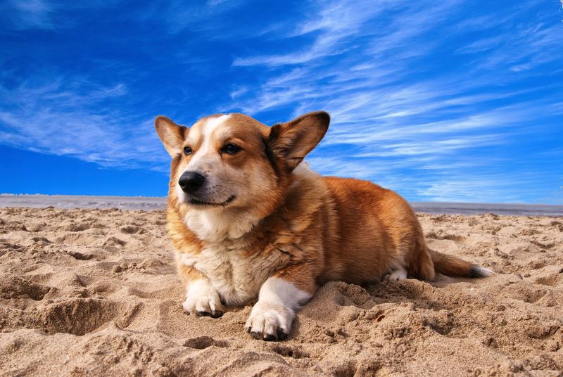 Pembroke Welsh Corgi