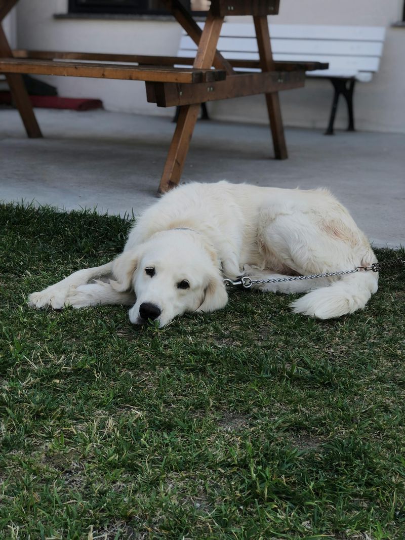 Great Pyrenees