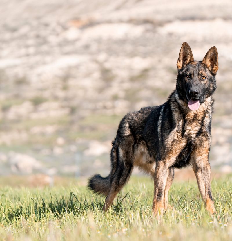 19 Emotionally Sensitive Dog Breeds That Need Constant Companionship 10 German Shepherd