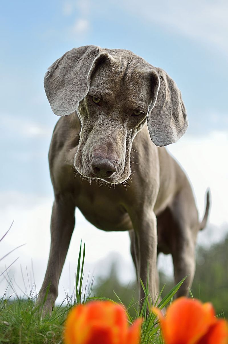 12 Dog Breeds That Approach Border Collie-Level Intelligence (and 13 Close Followers) 17 Weimaraner