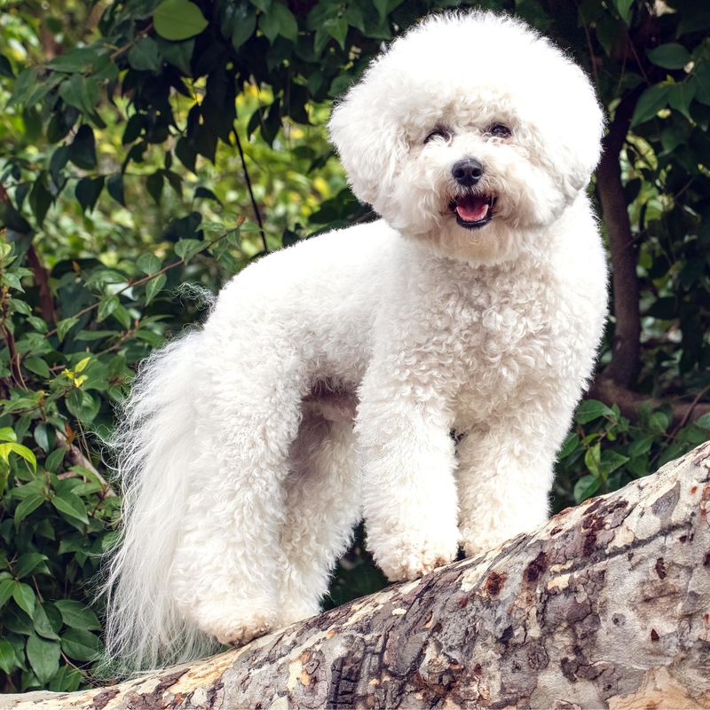 Bichon Frise