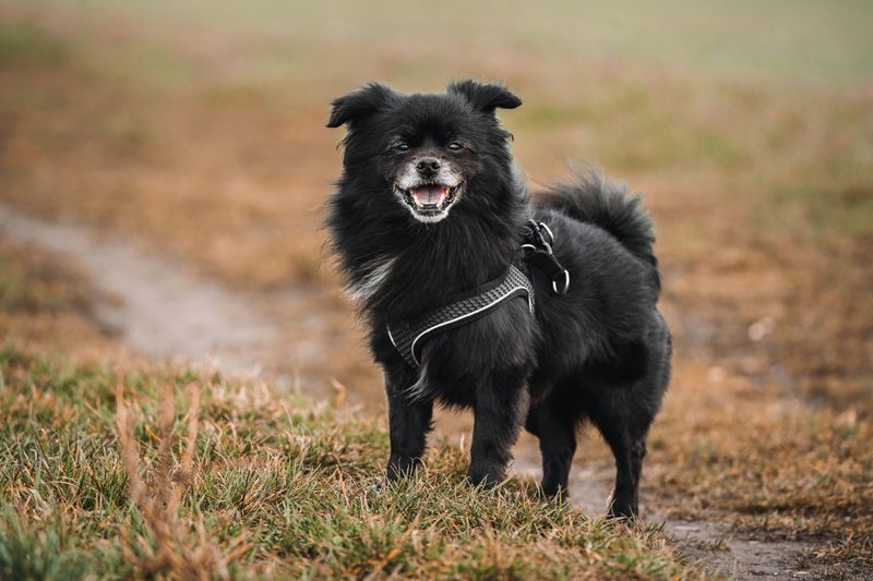 12 Dog Breeds That Feel Happiest Living With Another Dog 9 Tibetan Spaniel