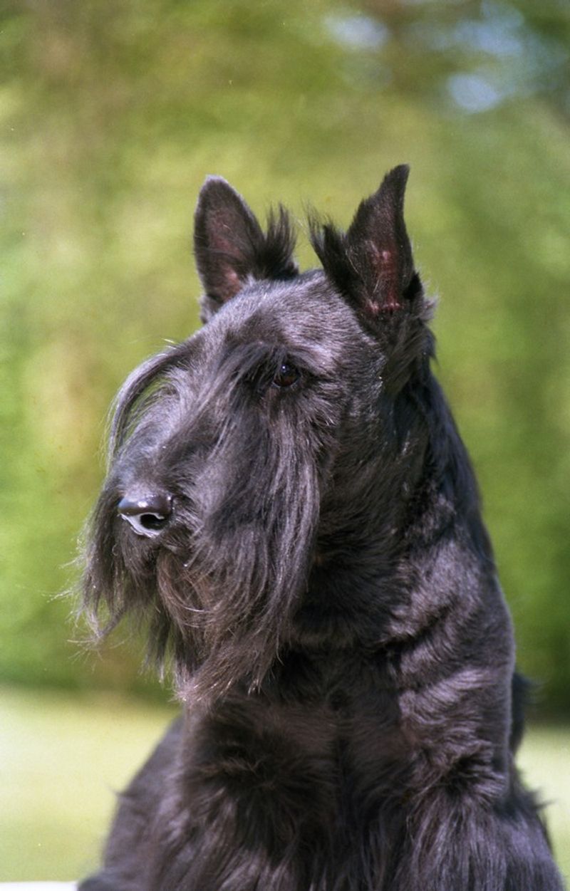 Want a dog that doesn't need you every minute? Be careful how far you take that wish 6 Scottish Terrier