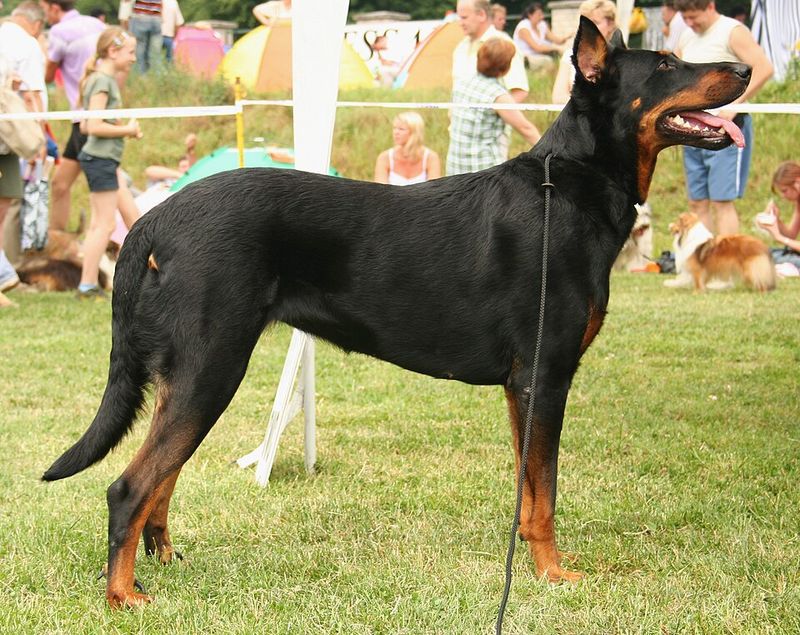 The most comfortable relationships often come from these 11 quietly confident dog breeds 8 Beauceron