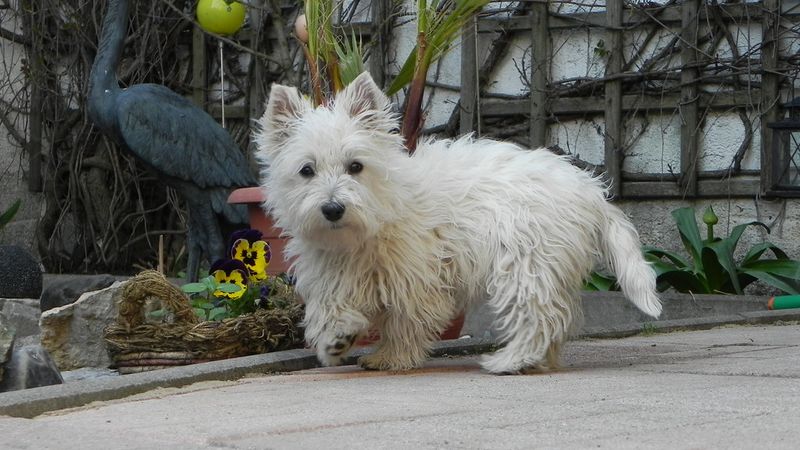 West Highland White Terrier