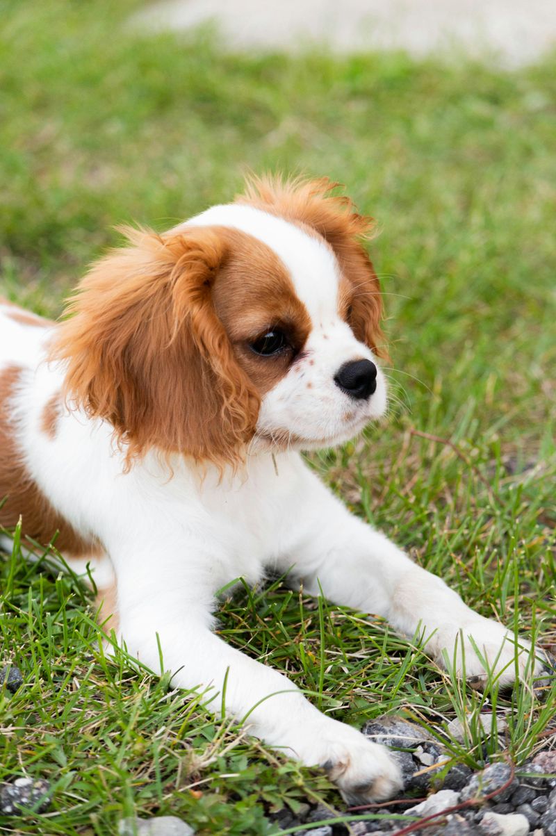 Cavalier King Charles Spaniel