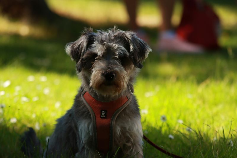 20 dog breeds that feel safe only when they can follow you everywhere 20 Miniature Schnauzer