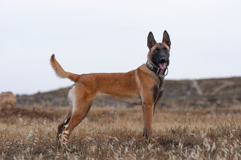 Belgian Malinois