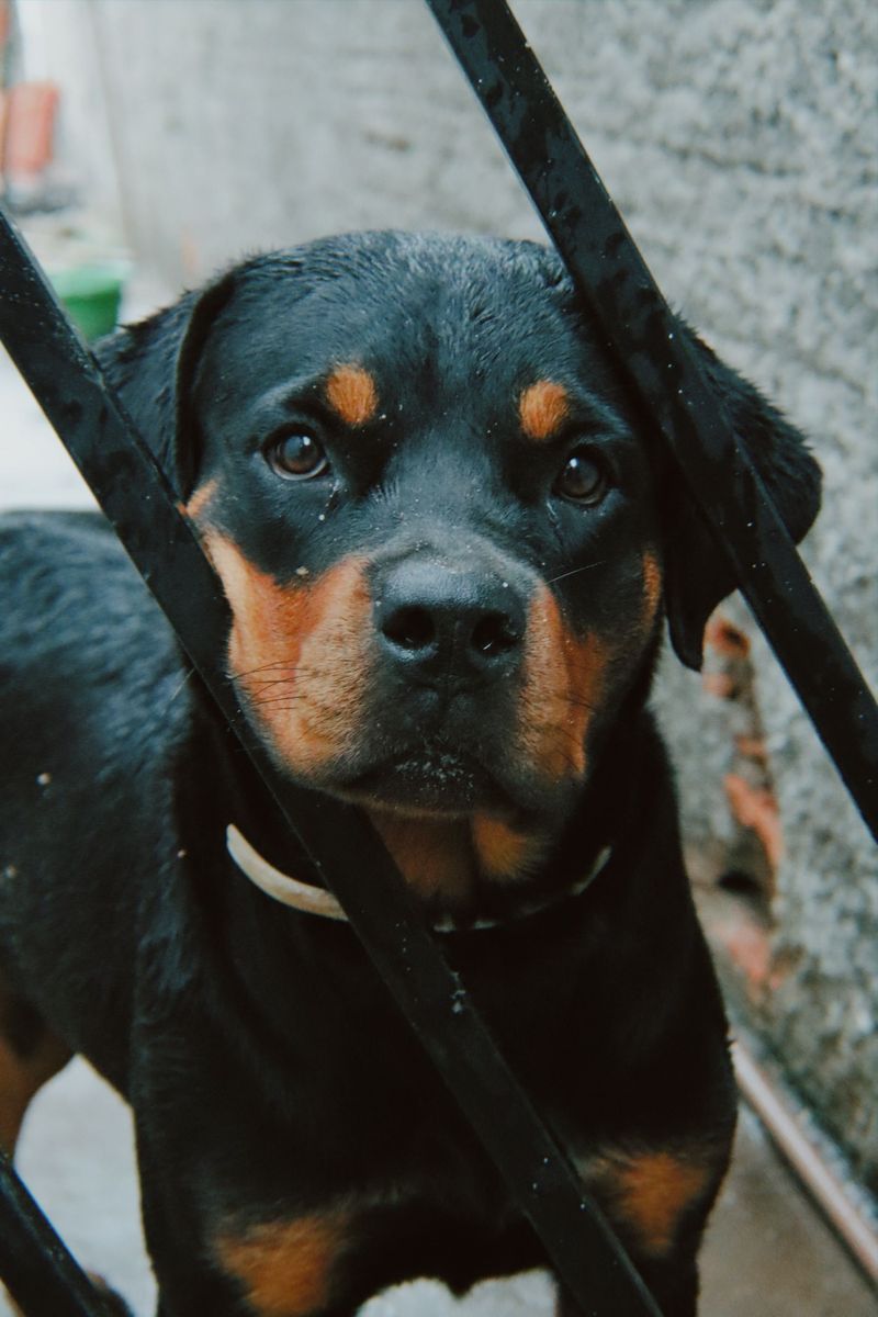 Stop measuring your dog's love by cuddles - Some of the strongest signals look completely different 5 Rottweiler - soft eyes and the slow blink