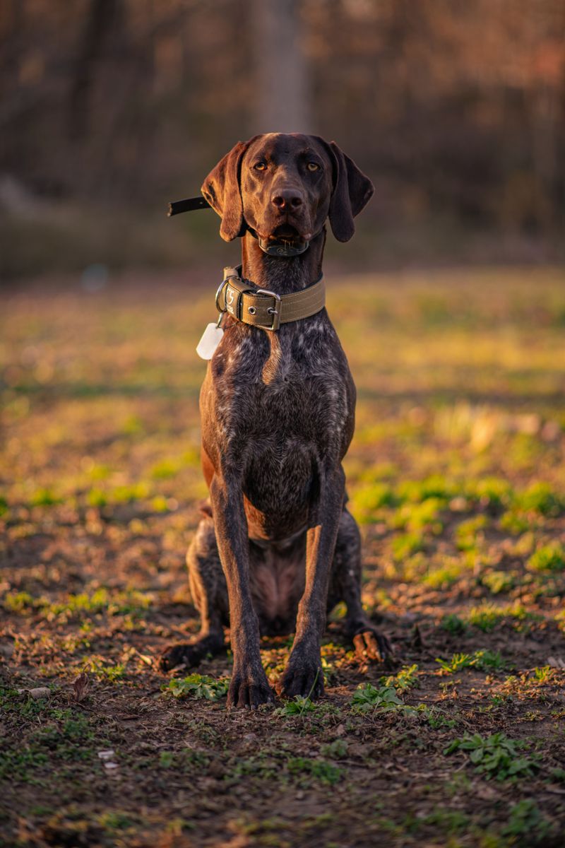 Before assuming everyone wants a smaller dog, see which large breeds Americans keep bringing home 4 German Shorthaired Pointer