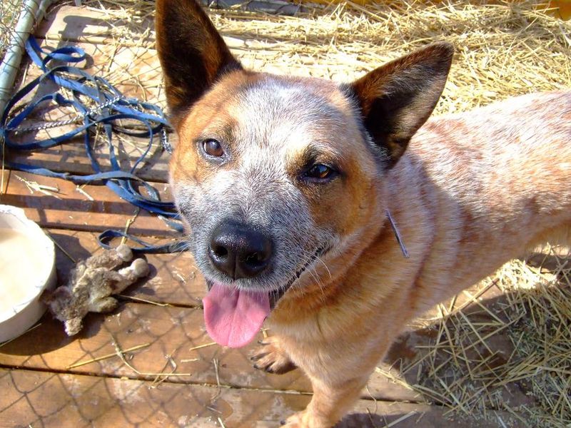 Australian Cattle Dog