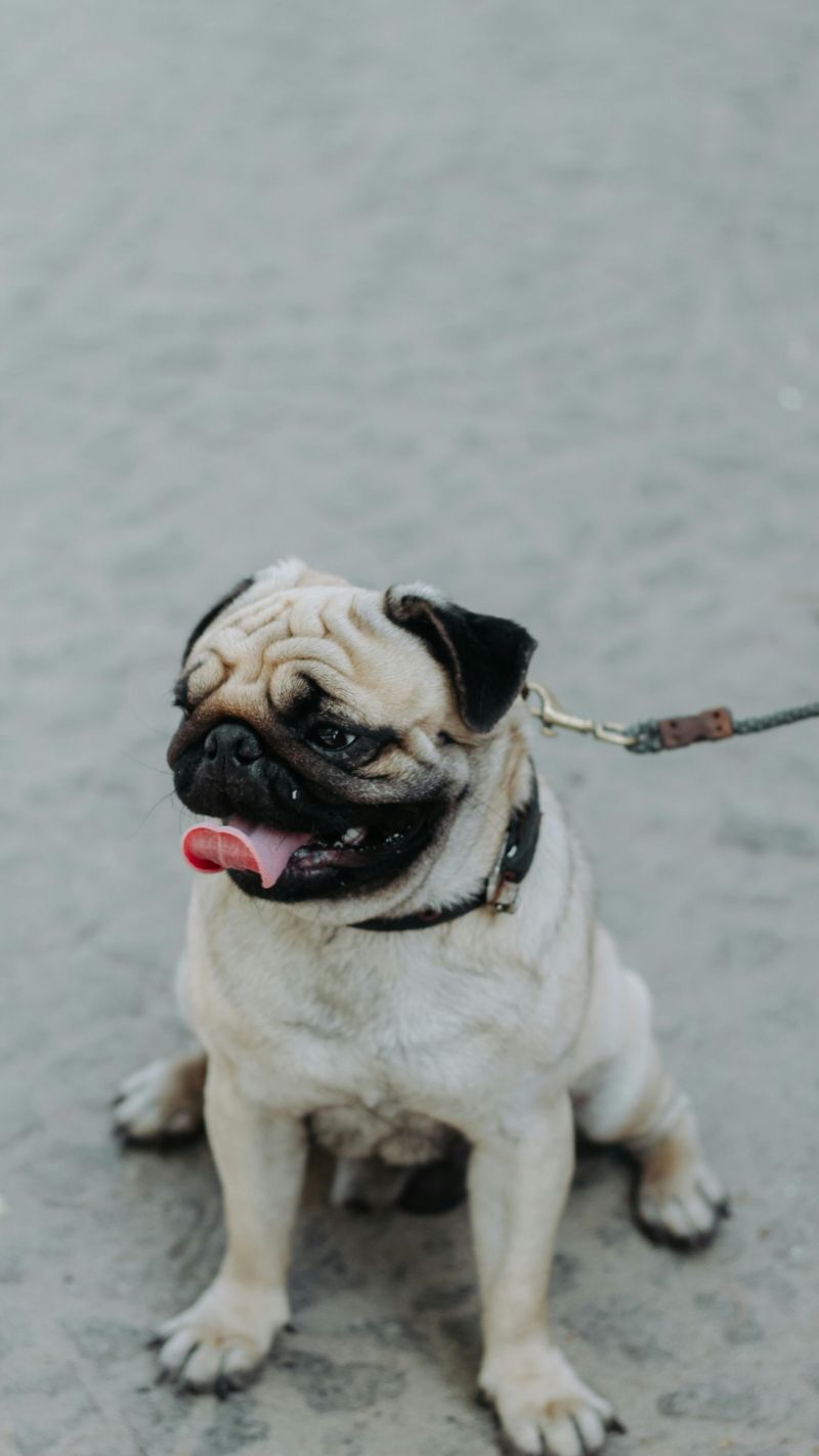 14 Dog Breeds So Naturally Goofy They’ll Have You Laughing Constantly 3 Pug