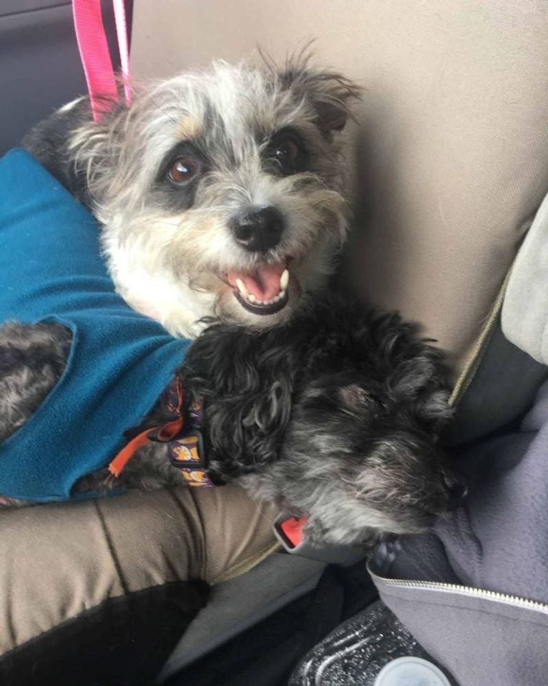 They are often already house-trained