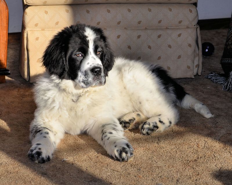 Newfoundland