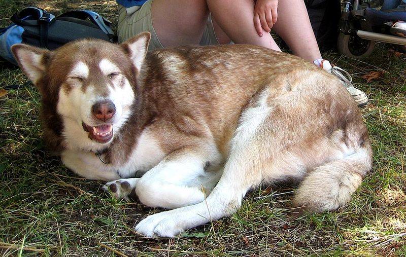Owning dogs for years doesn't automatically prepare you for breeds that were developed to think independently 4 Alaskan Malamute