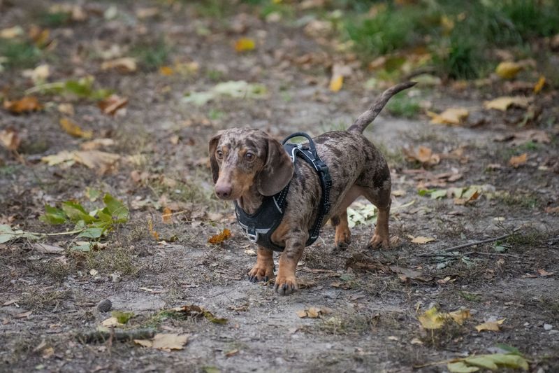 11 dogs that can make one family member feel like royalty - plus 2 that prefer loving the whole household 3 Dachshund