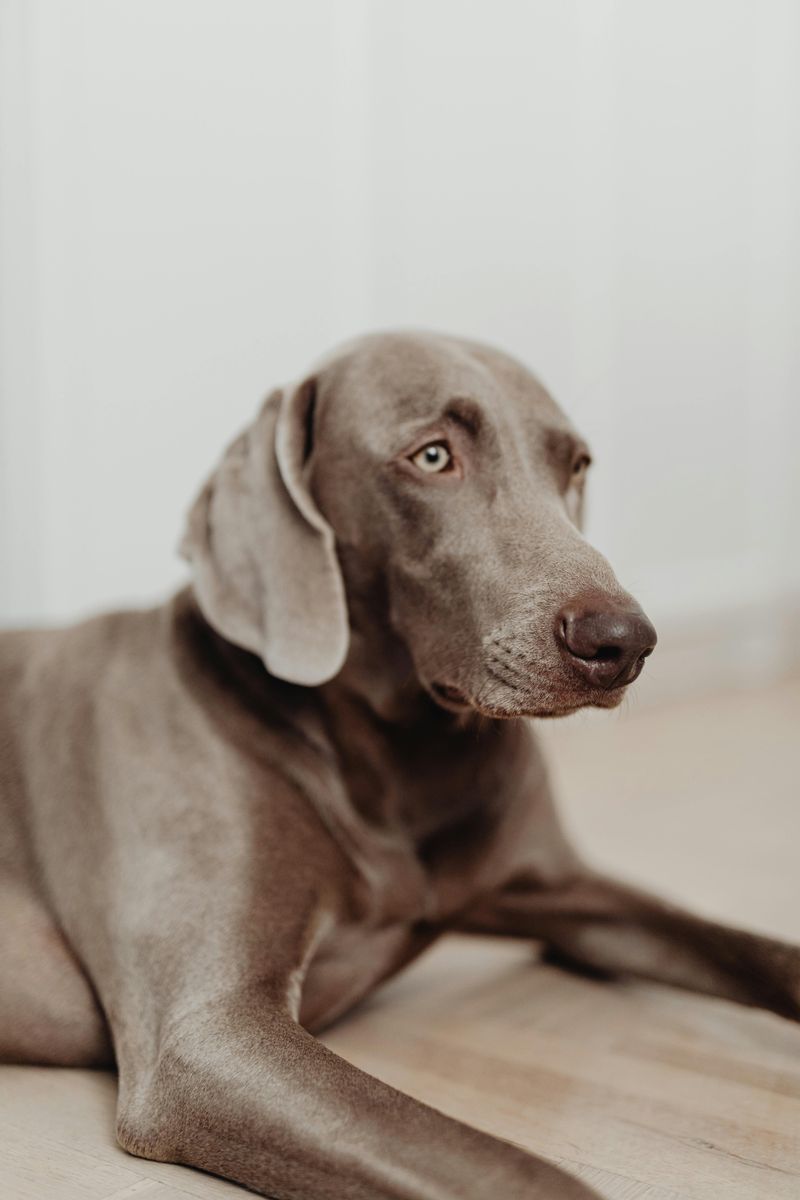 Weimaraner
