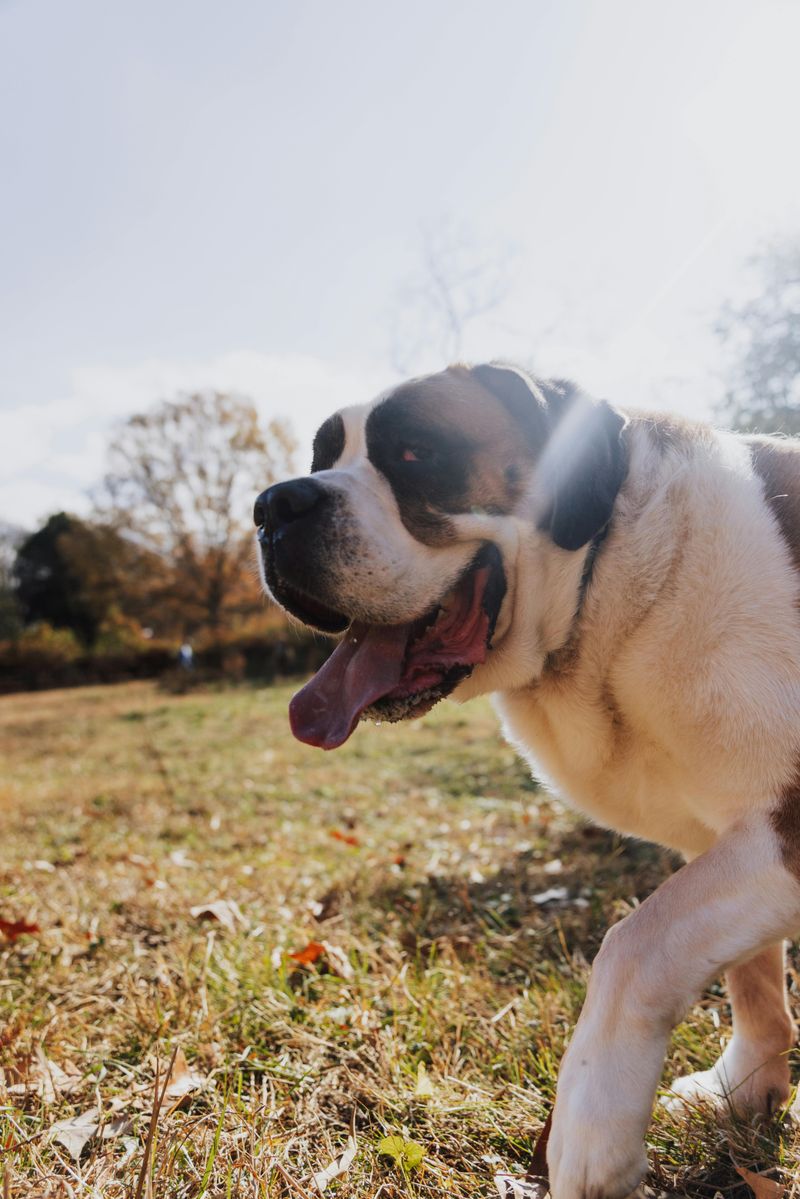 26 Kind-Hearted Dog Breeds That Welcome Everyone with a Wagging Tail 20 Saint Bernard