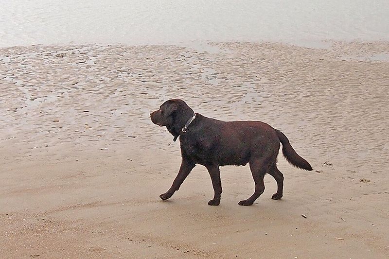 11 dog breeds that seem perfectly relaxed indoors - Then the front door opens and everything changes 2 Labrador Retriever