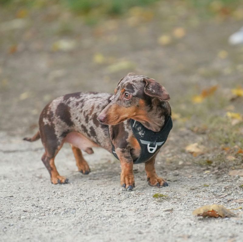 Dachshund