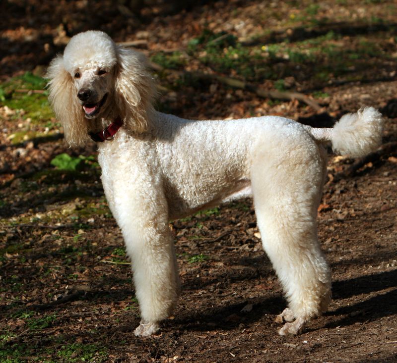 Poodle