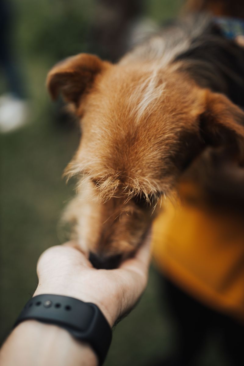 10 hidden scent trails dogs can follow even when humans detect absolutely nothing 10 The trail of a dropped treat