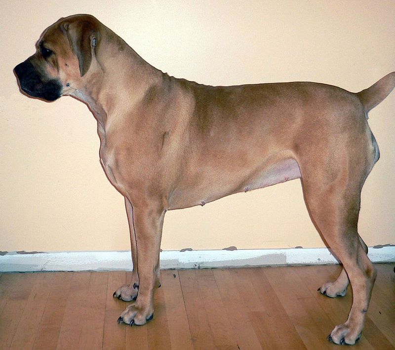25 Fearless Dog Breeds That Take Home Security Seriously 18 Boerboel