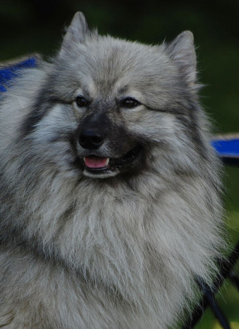 A level-headed personality is one of the greatest strengths these dog breeds share 6 Keeshond