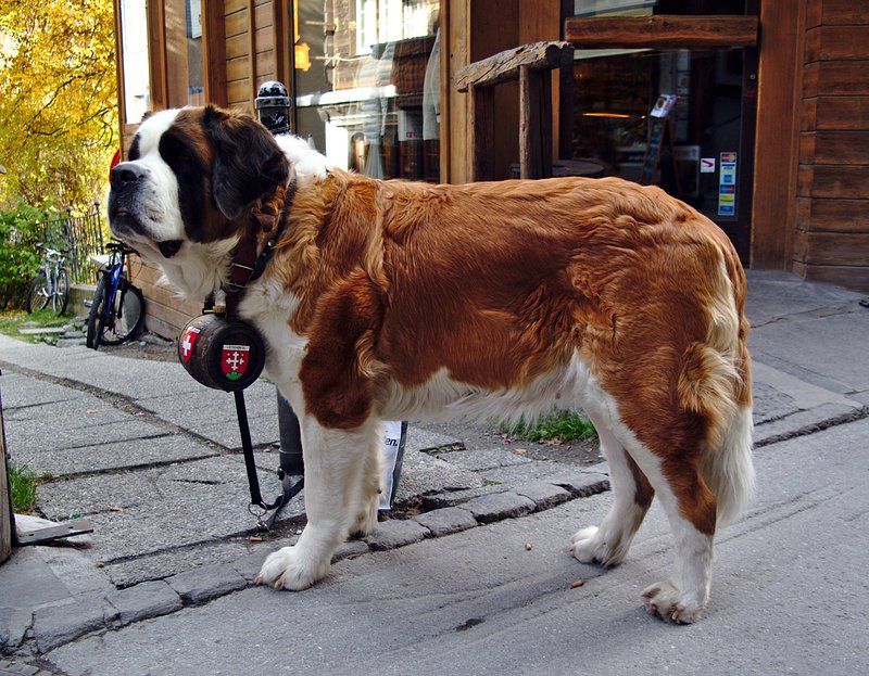 25 Gentle Giants: Large Dog Breeds Known for Their Loving Temperament 5 Saint Bernard
