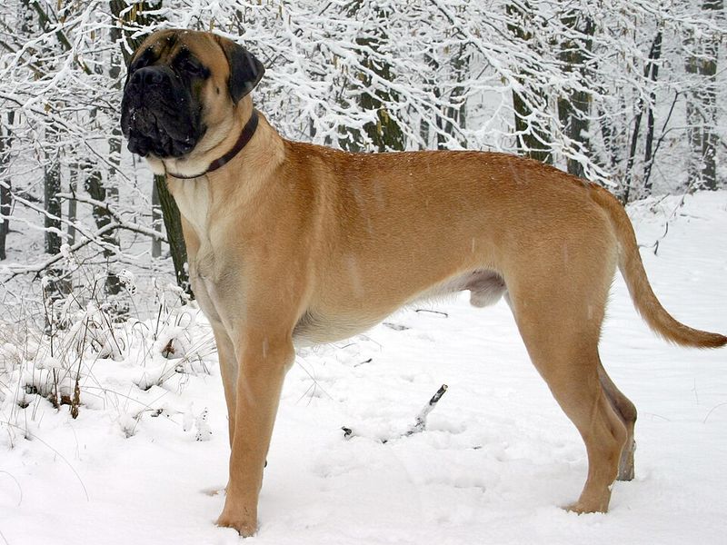 Some dog breeds simply have less to say - and peaceful households may love them for it 10 Bullmastiff