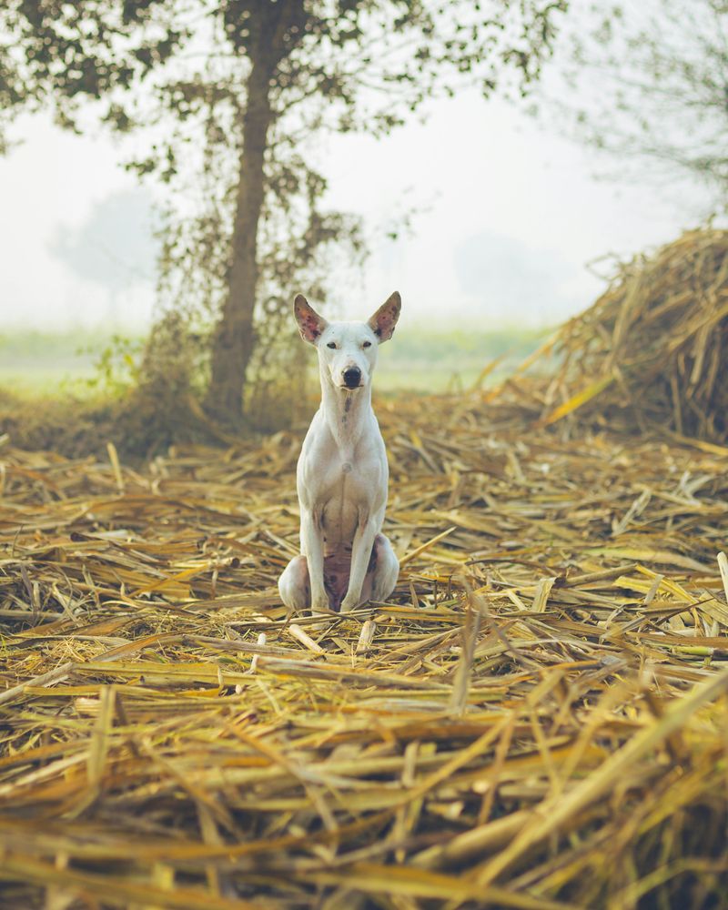 13 escape-artist dog breeds that constantly keep owners on alert 11 Ibizan Hound